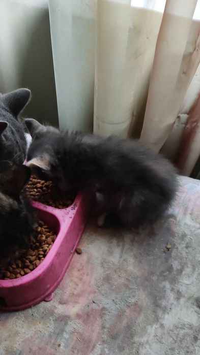 Котята 1.5 месяца