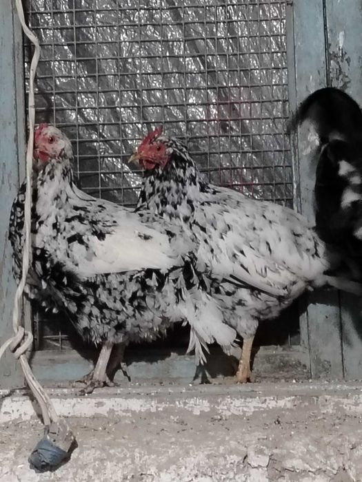 Xonaki parodali tovuqlari sotladi