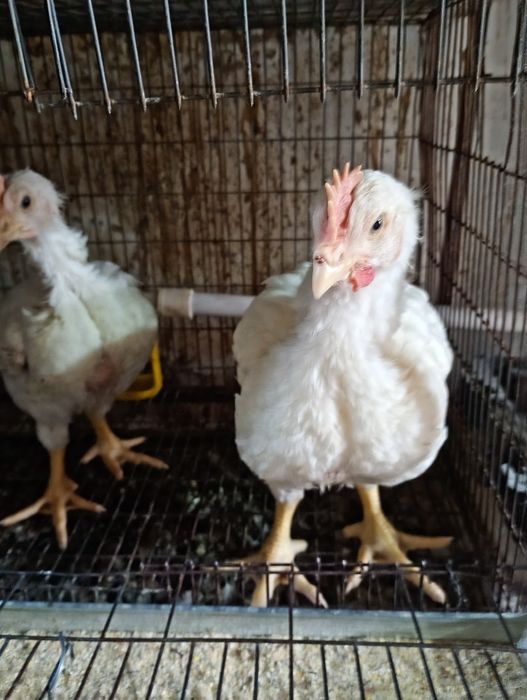 Vând pui 750g  și roca 1.500