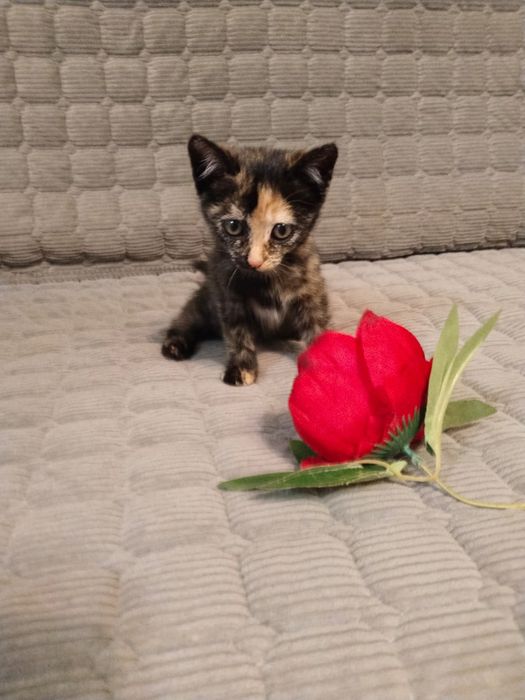 Отдам котят в хорошие руки