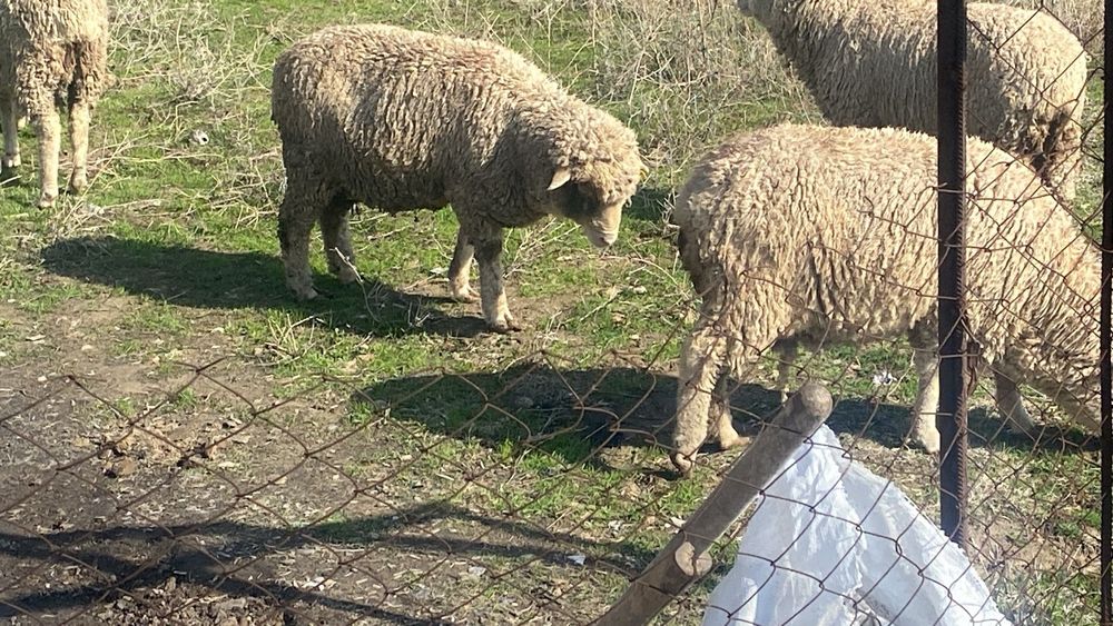 Меренос қоилар бордақы