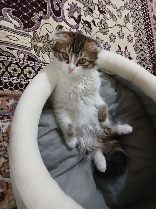 Котёнок,красивый