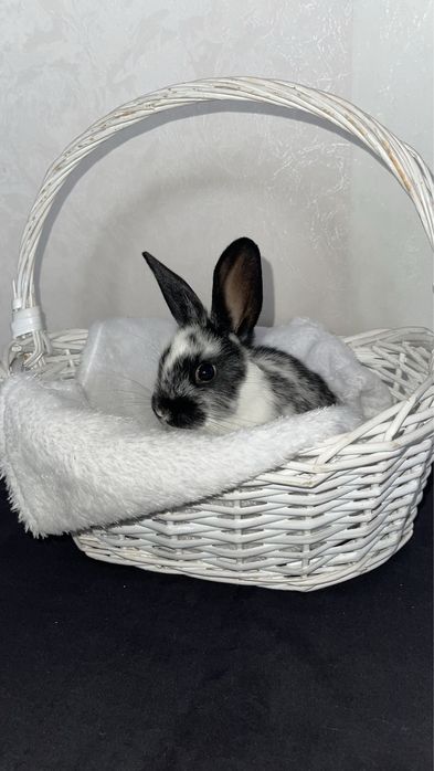 Кролики декоративные