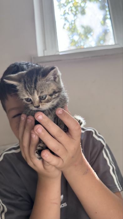 котенок,1,5 месяцев