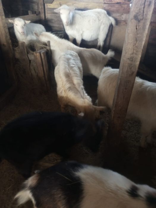 Продам Зааненских коз