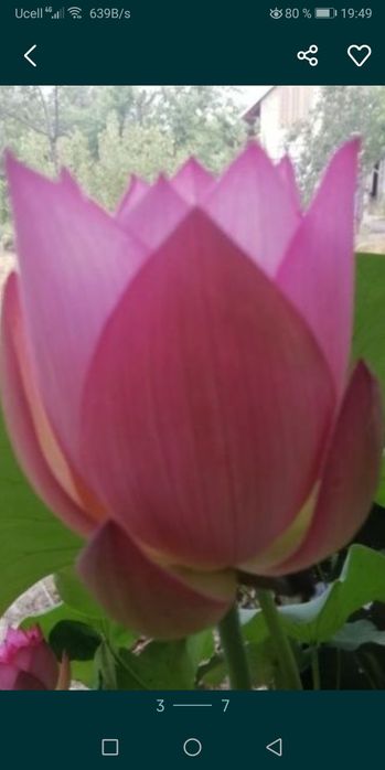 Вы хотите Лотосы   цветы