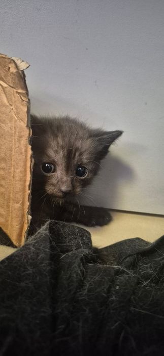 Котята котенок 2 месяца