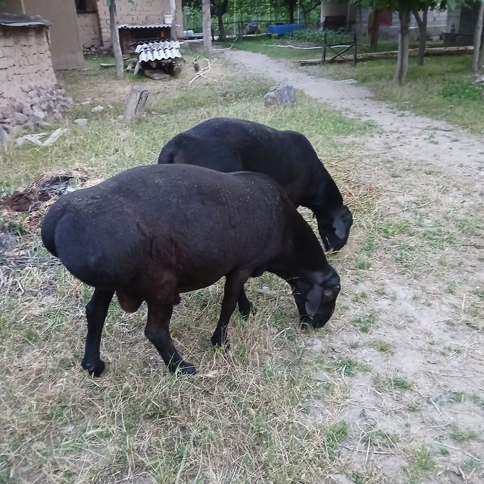 Qochqorlar sotiladi 12,500 dan manzl Krasnagorski