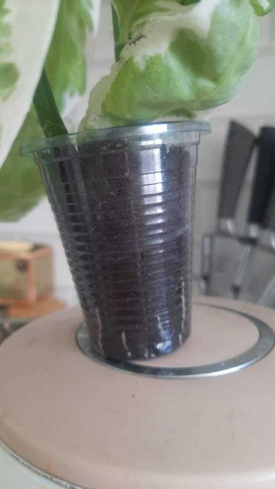 Педилантус 2 роста