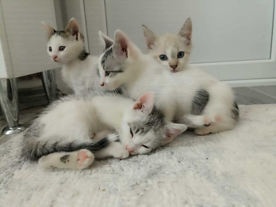 Dau spre adoptie pisoi