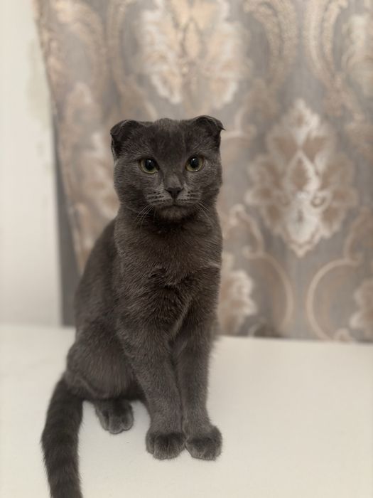 Отдам котенка (девочка)