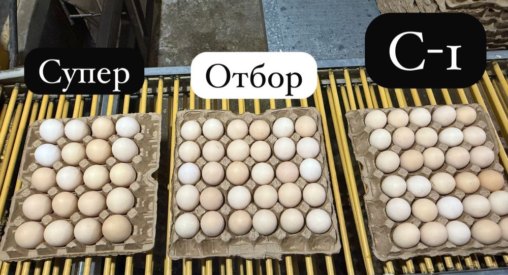 Куриное яйцо ОПТОМ!!