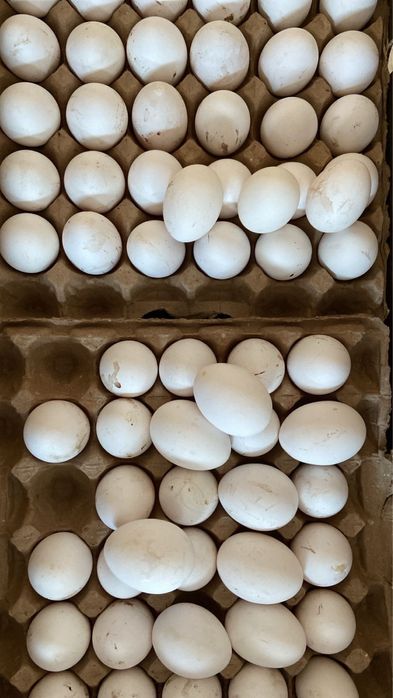 отборные ЯЙЦА 70тг