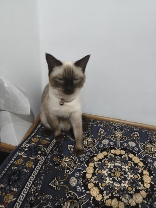Zotli Mushuk Sotiladi