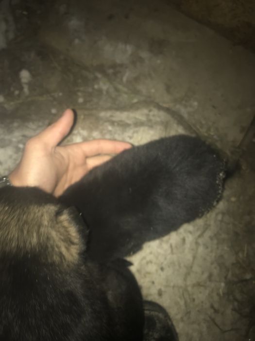 Продаю щенят немцев