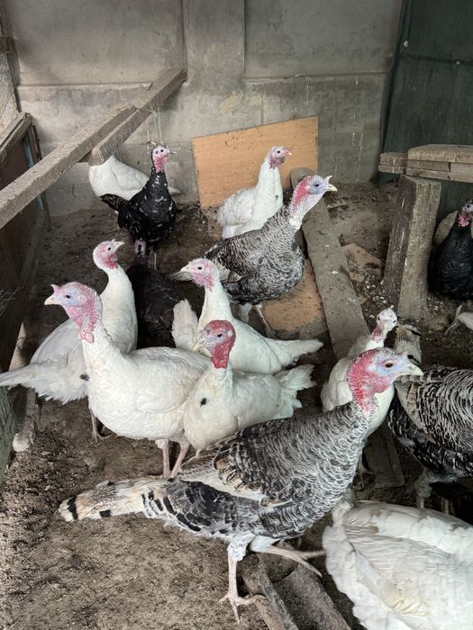 Продается индуки