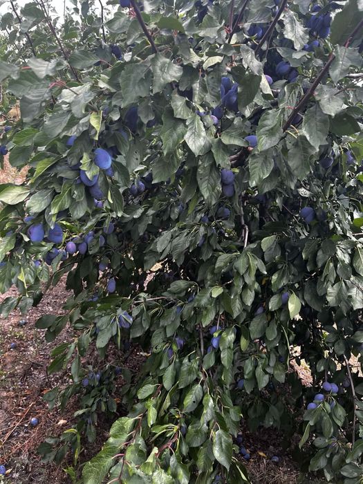 Vand prune de tuica