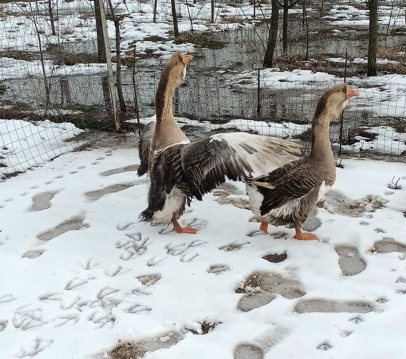 Pereche gâște holmogor