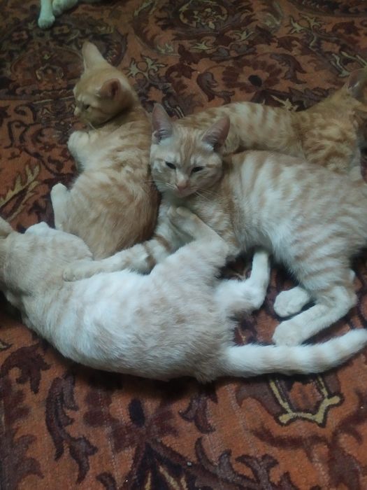 Отдам котят в добрые руки