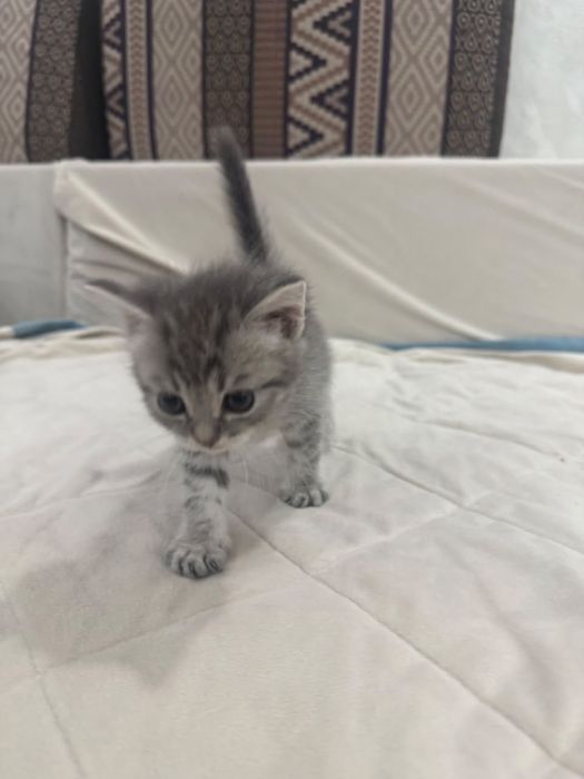 Котята шатланские вислоухие
