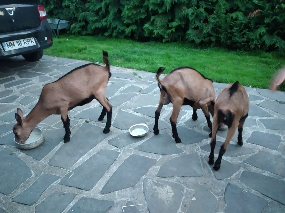 Capre Alpina Franceza și iezi