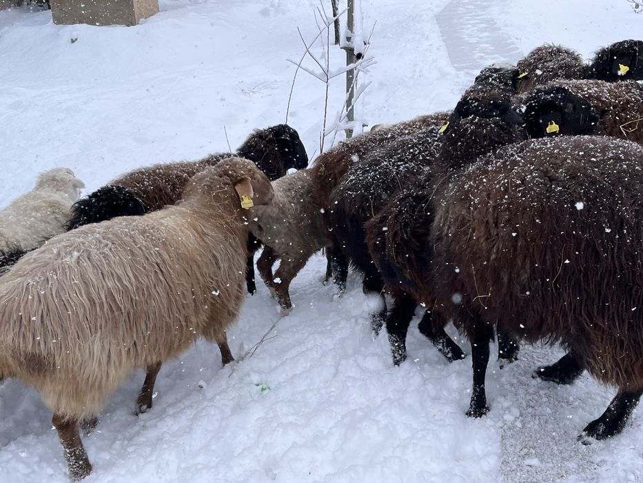 Семіз қой тоқтылар бар
