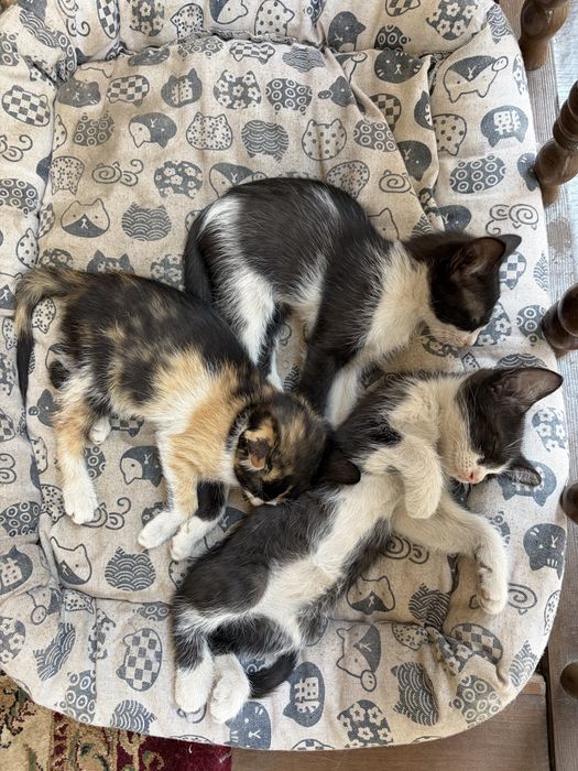 Отдам котят в хорошие руки