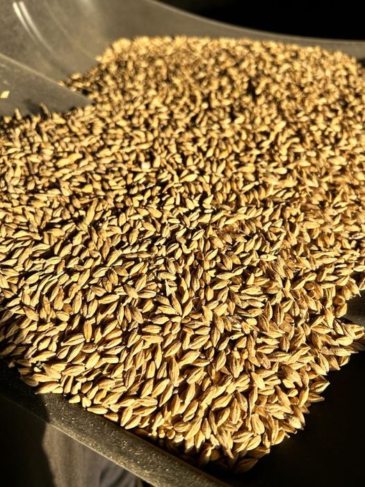 4600тг. Мешок 40кг. Ячмень Арпа