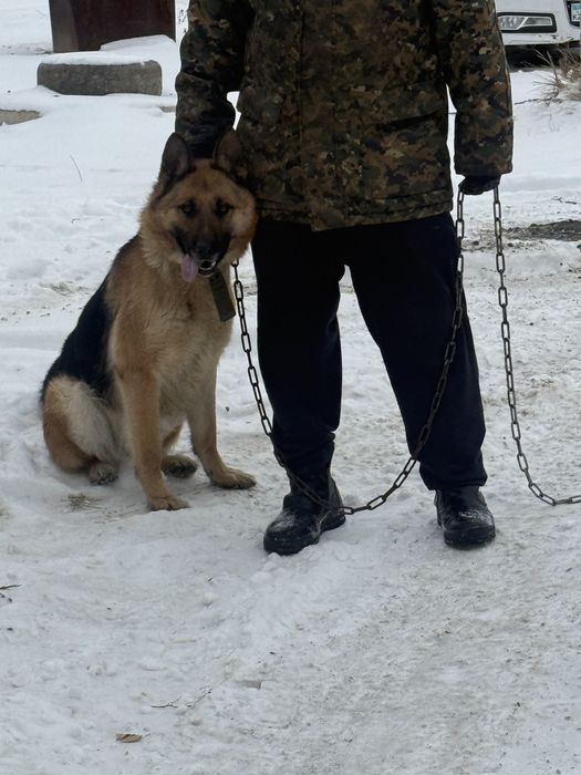 Продом немецкое овчарку