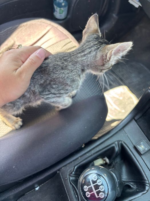 Adopții pui de pisică