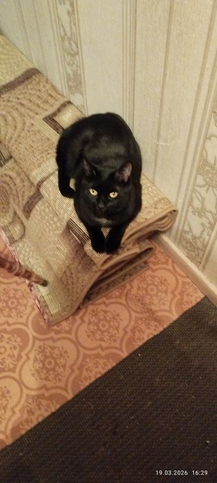 Отдам кота черного