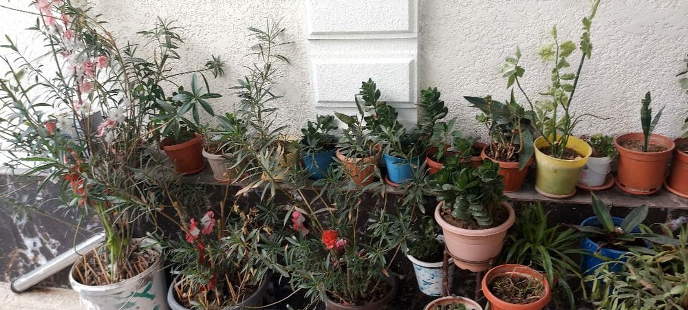 Продам разные цветочки не дорого