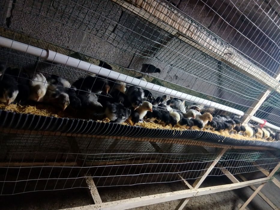 Кора Шахзода сотилади