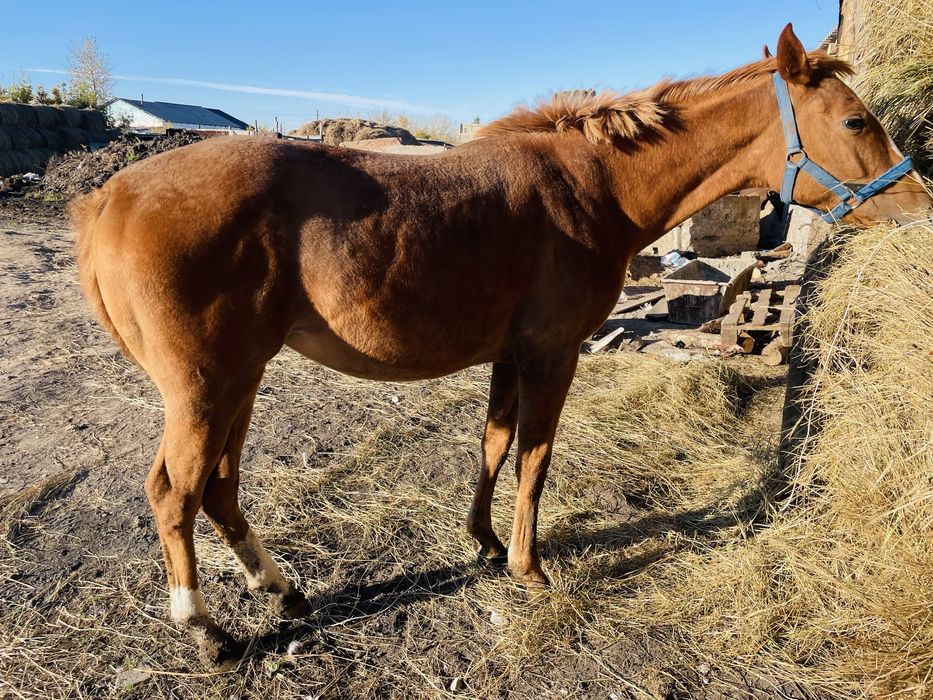 Продается Чистокровный