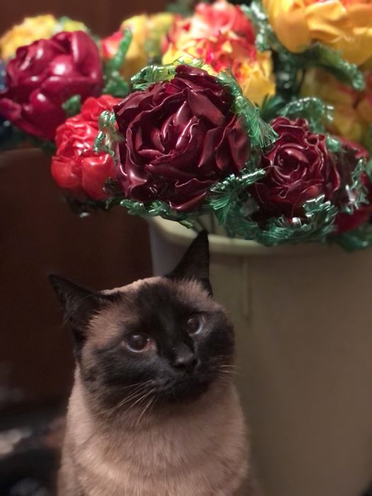 Цветы из пластика