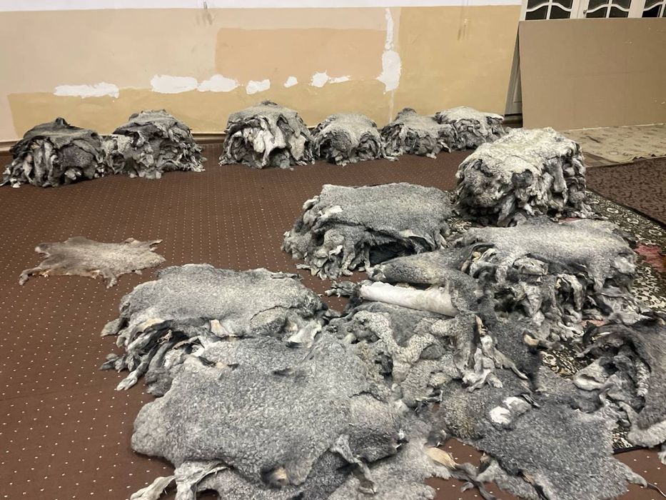 Продается афганский каракуль шкурки