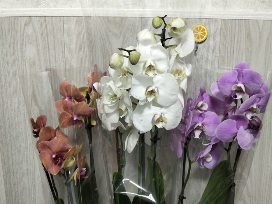 Ппродам орхидеи фаленопсис