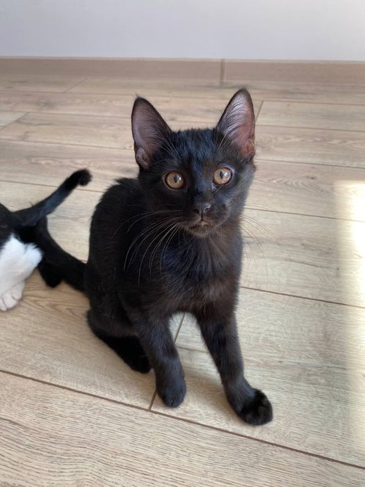 Котята в добрые руки бесплатно