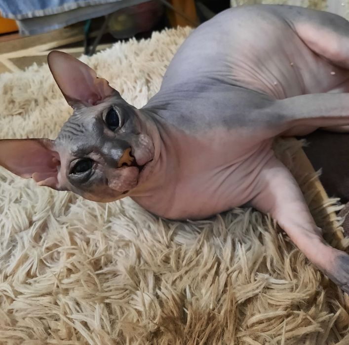 Мальчик сфинкс ищет девочку