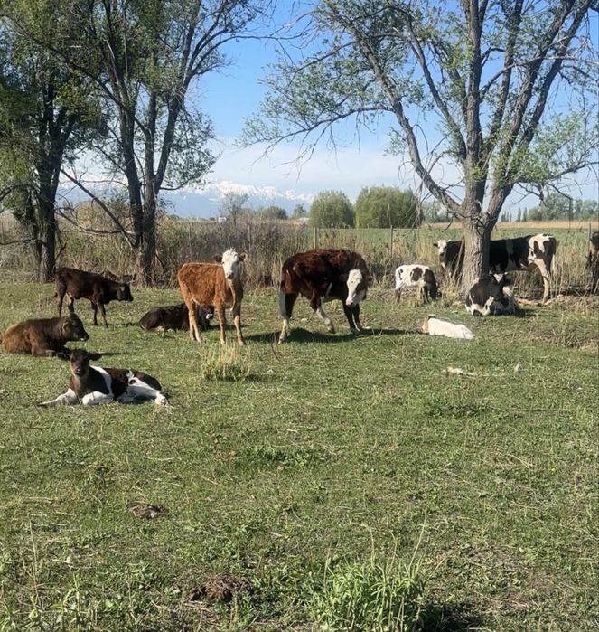 Корова с теленком