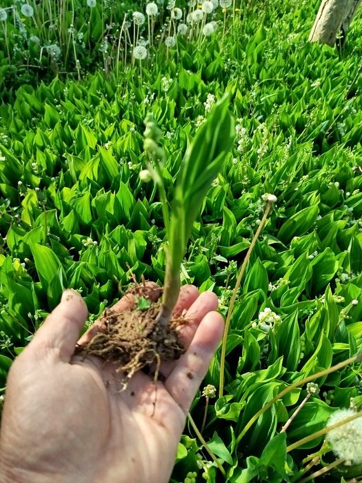 ландыши с запахом