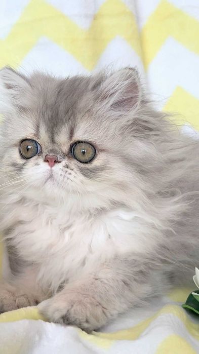 pisica persana chinchilla cu pedigree