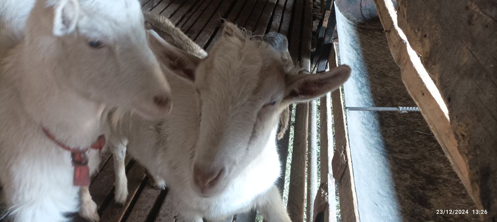 Echki sotiladi sogʻiladigan