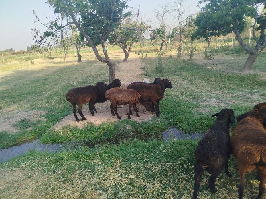 Срочно кайлар сотилади сони 11 та 4 та кочкор 7 та кой койлар бугоз