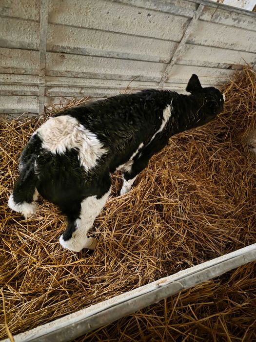 Vand vitei holstein (Bihor)