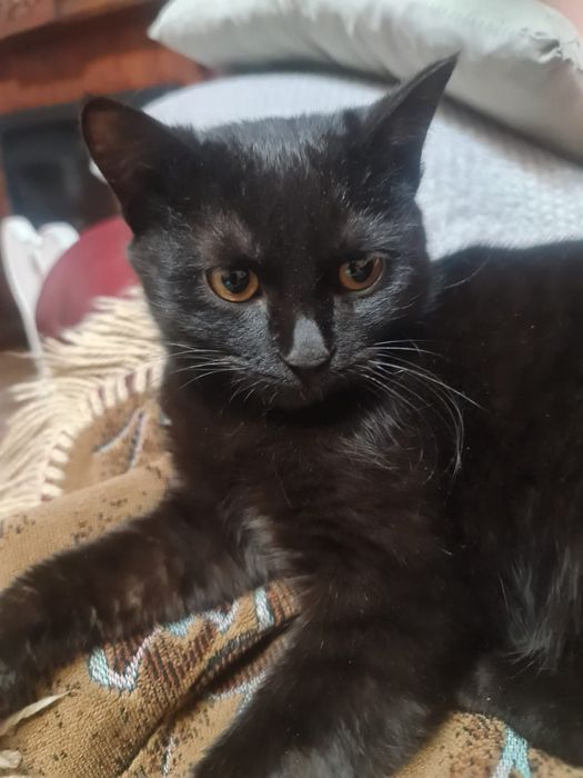 Отдам котёнка в добрые руки