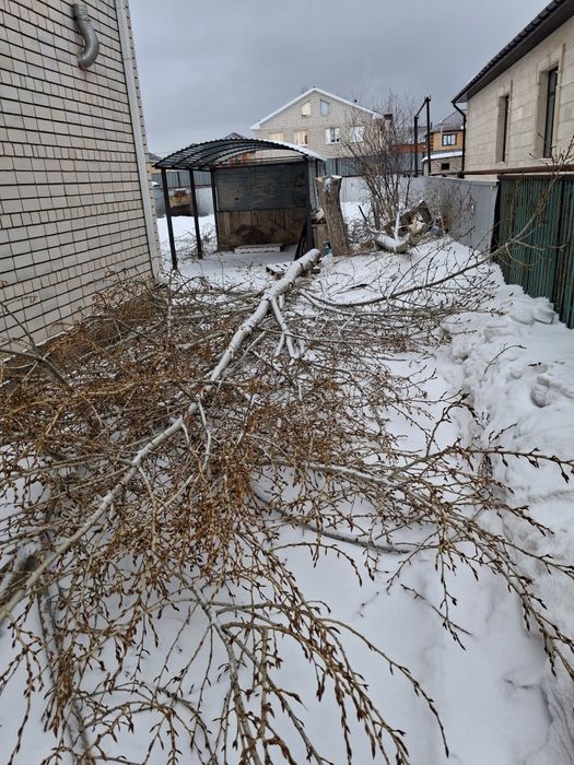 Дрова на топку, молодое дерево