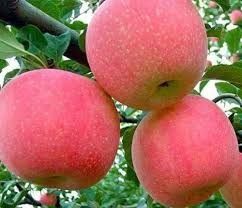 Нок шафтол олма гилос бих ёонгок кучатлар бор