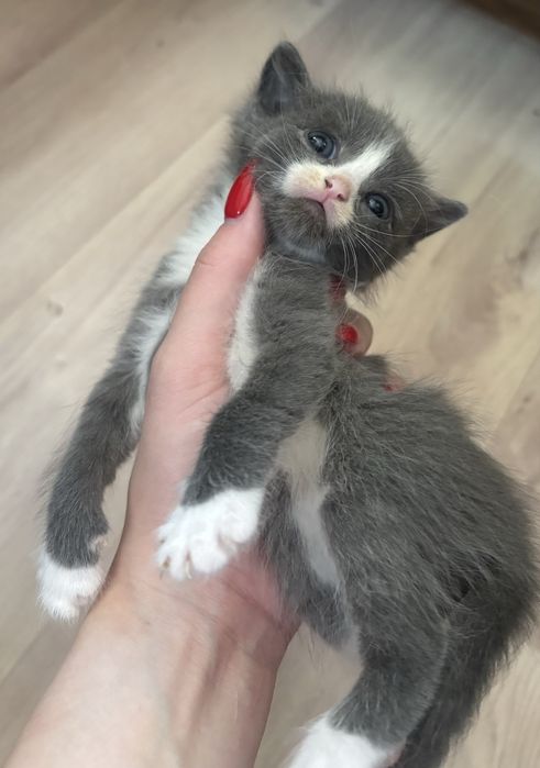 Отдам котенка(мальчик)