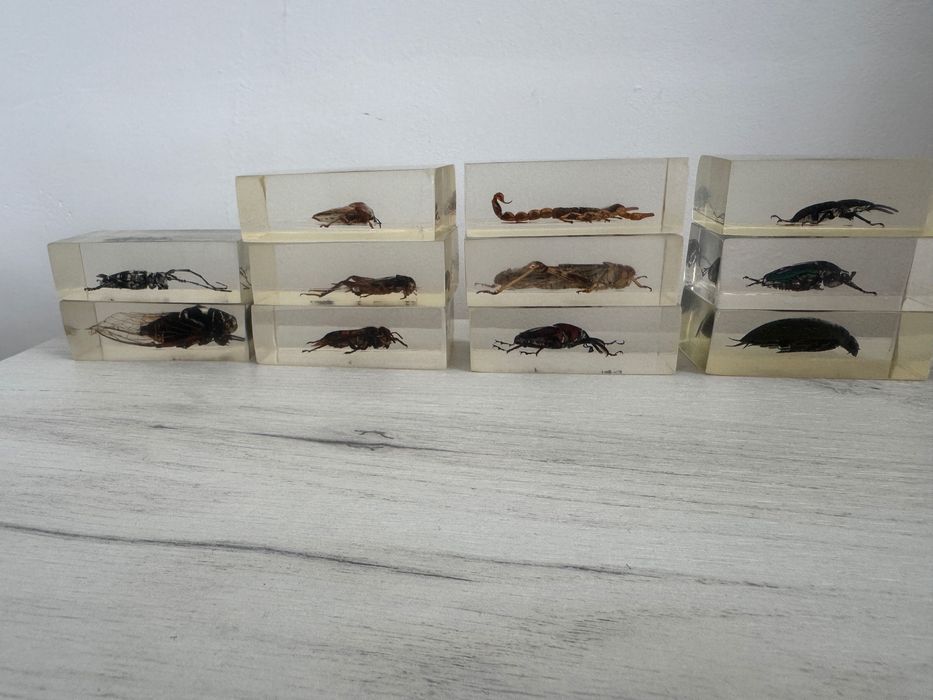 Colecție insecte în rășină